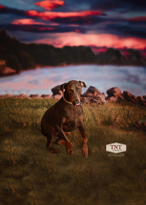 X Drop Sweeps dreams by the lake lg