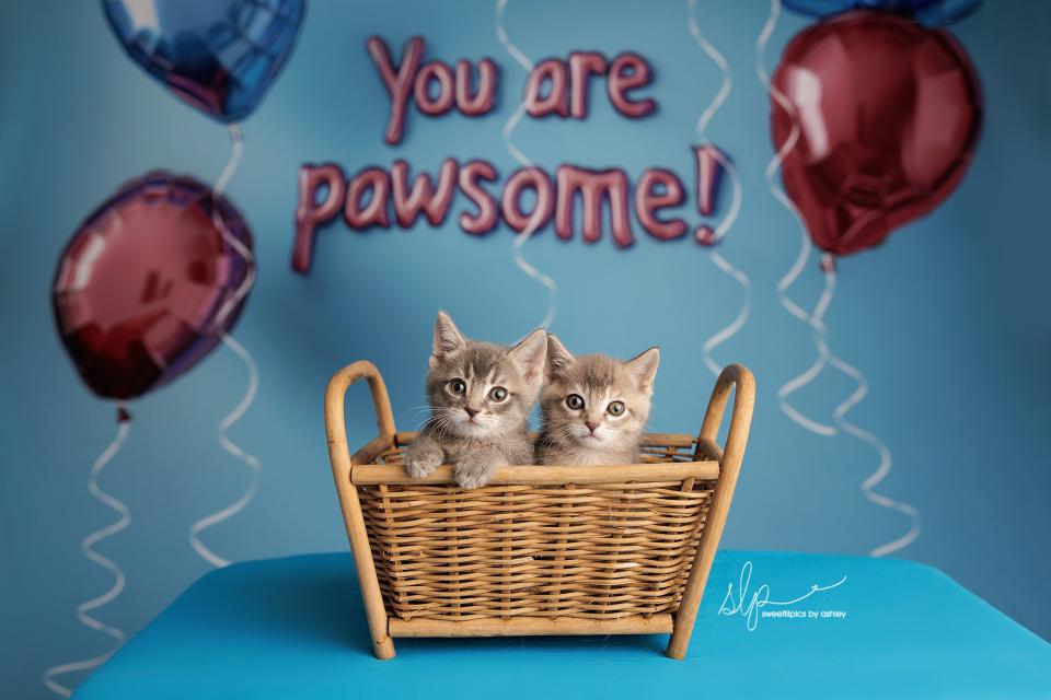 You Are Pawsome Sweep (AZ)