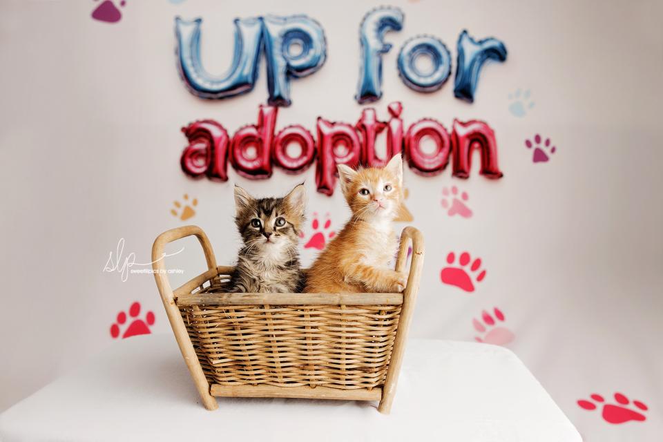 Up For Adoption (AZ)