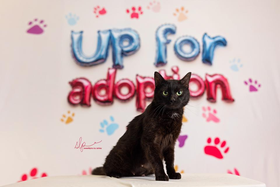 Up For Adoption (AZ)