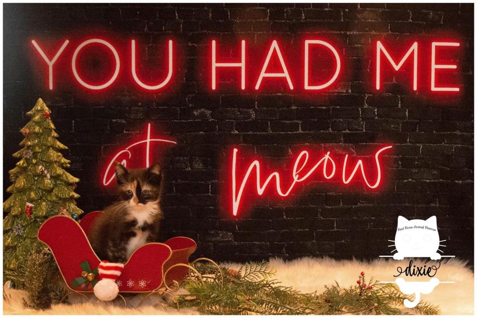 You Had Me at Meow (AZ)