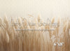 Pampas Grass 1 (VR)