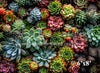 Succulent Wall (VR)