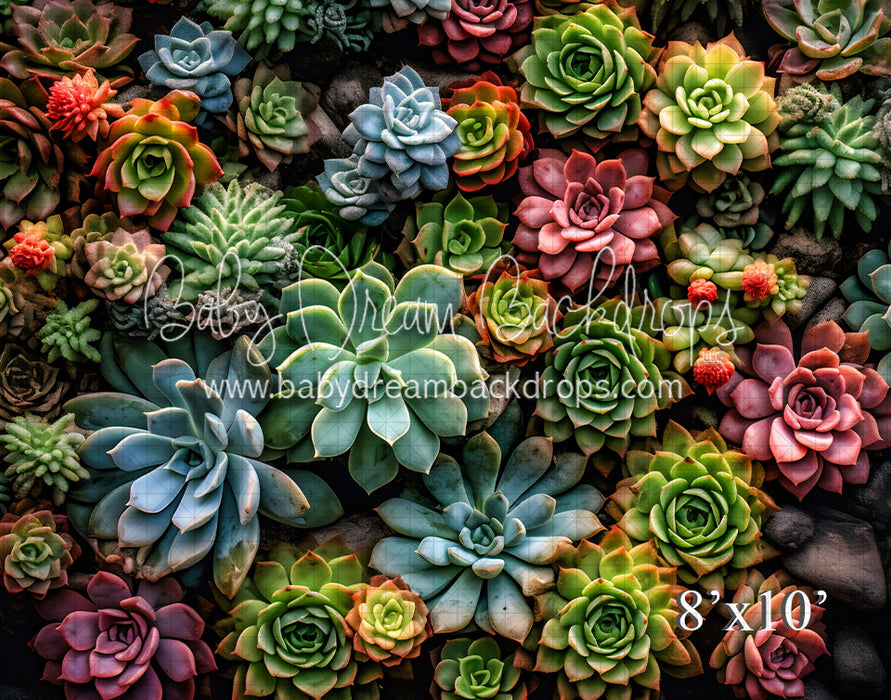 Succulent Wall (VR)