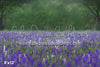 Purple Meadows (AD)