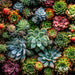 Succulent Wall (VR)