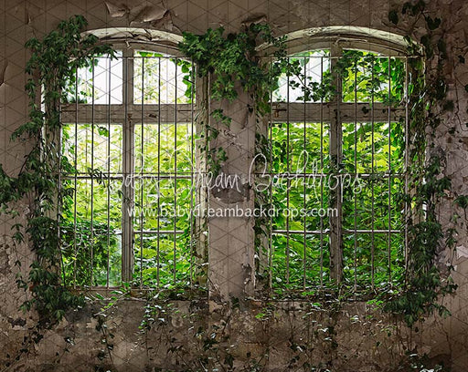 Aged Ivy
