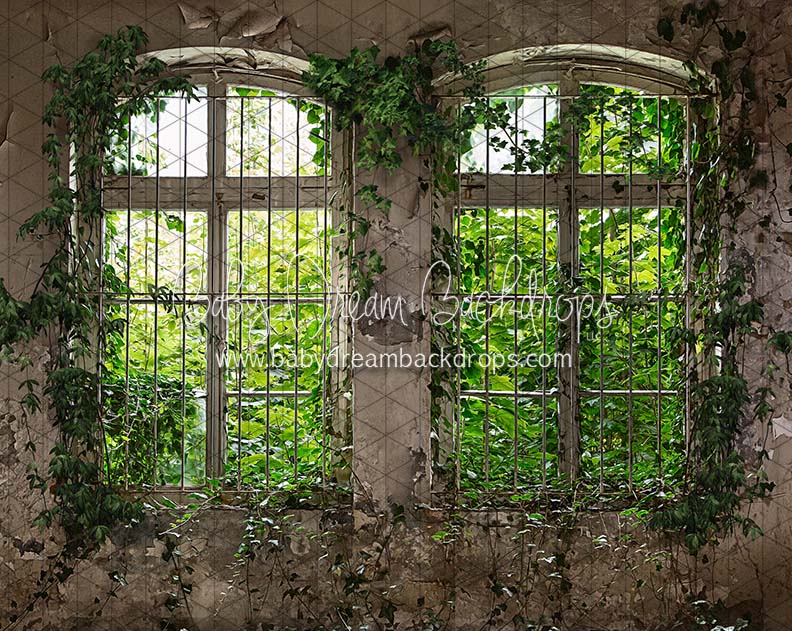 Aged Ivy