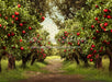Apple Orchard Path (Dirt) (JA)