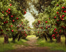 Apple Orchard Path (Dirt) (JA)