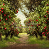 Apple Orchard Path (Dirt) (JA)