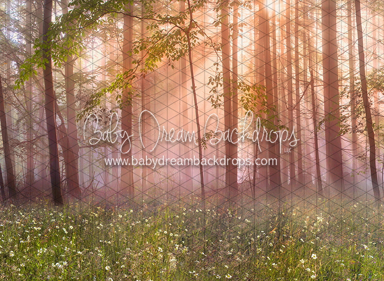 April Meadow Morning (CC)