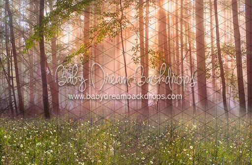 April Meadow Morning (CC)