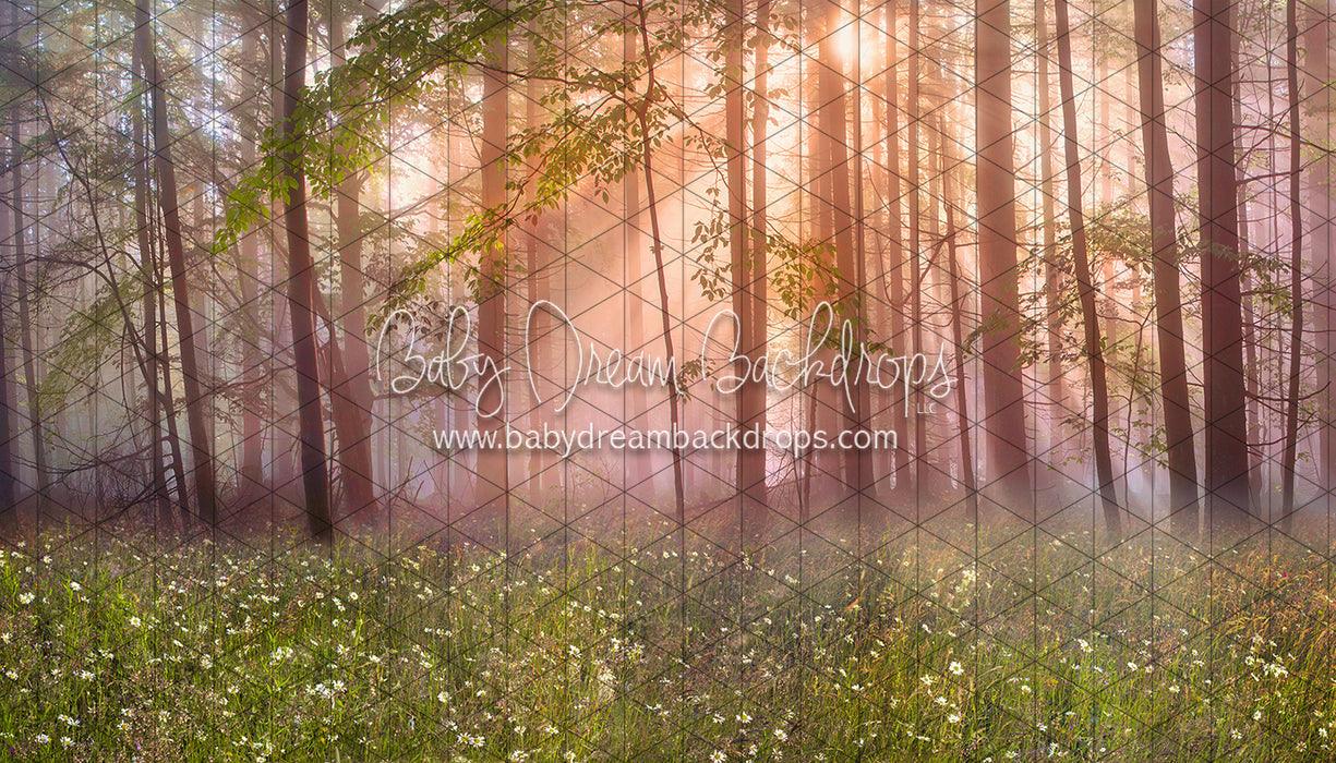 April Meadow Morning (CC)