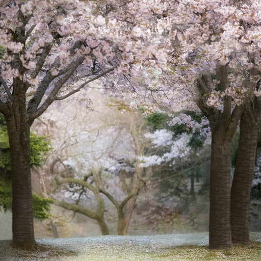 April Park - 8x8 - CC