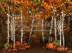 Autumn Illumination 60x80