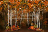Autumn Illumination 8x12