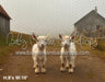 Baby Goats on the Farm (AZ)