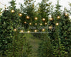Backyard Tree Farm (String Lights)