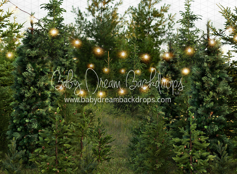 Backyard Tree Farm (String Lights)