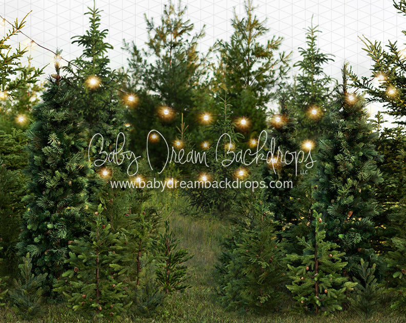Backyard Tree Farm (String Lights)