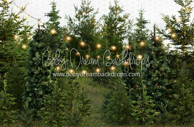 Backyard Tree Farm (String Lights)