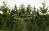 Backyard Tree Farm (String Lights)