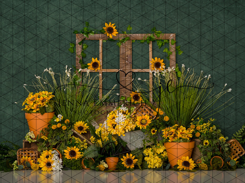 Barnwood Sunflowers