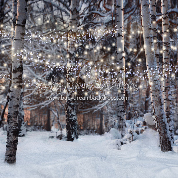 X Drop birch in the eve