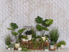 Boho Garden Plants