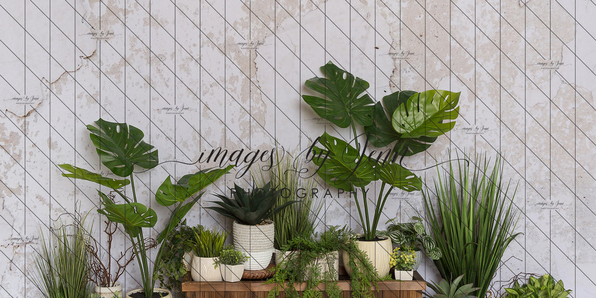 Boho Garden Plants