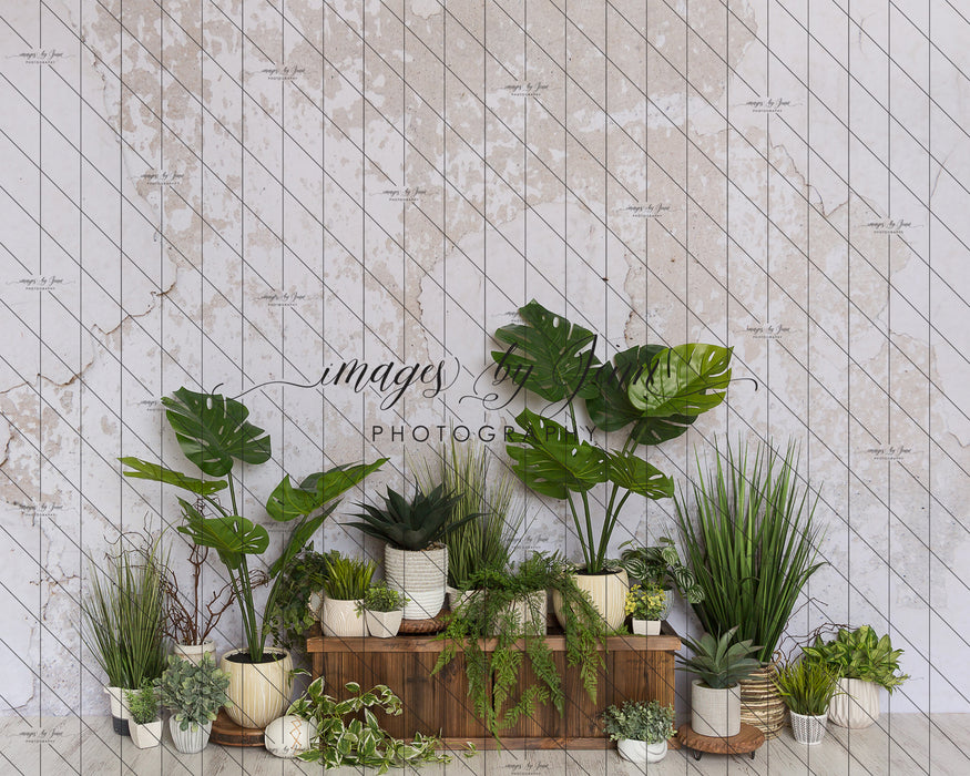 Boho Garden Plants