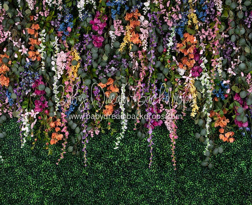 Boxwood Beauty Spring Fever (Multi)