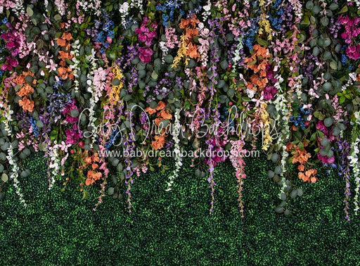 Boxwood Beauty Spring Fever (Multi)