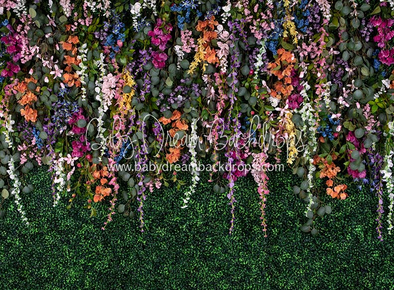 Boxwood Beauty Spring Fever (Multi)