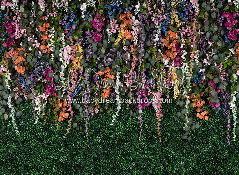 Boxwood Beauty Spring Fever (Multi)