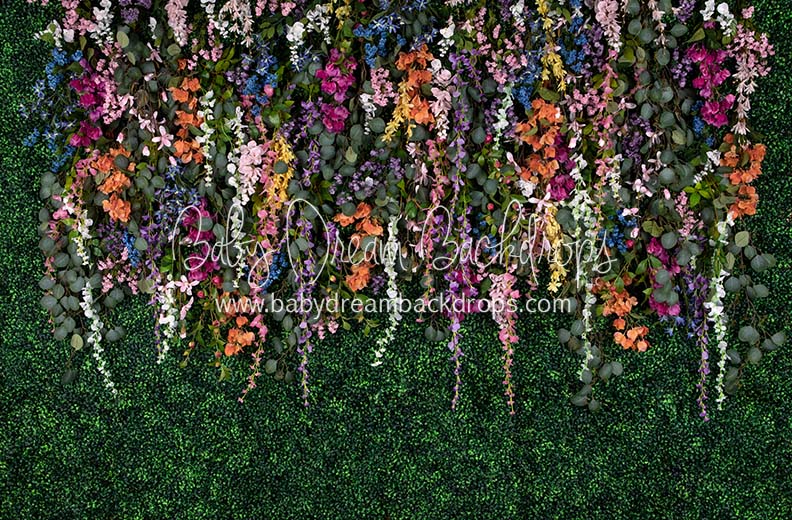 Boxwood Beauty Spring Fever (Multi)