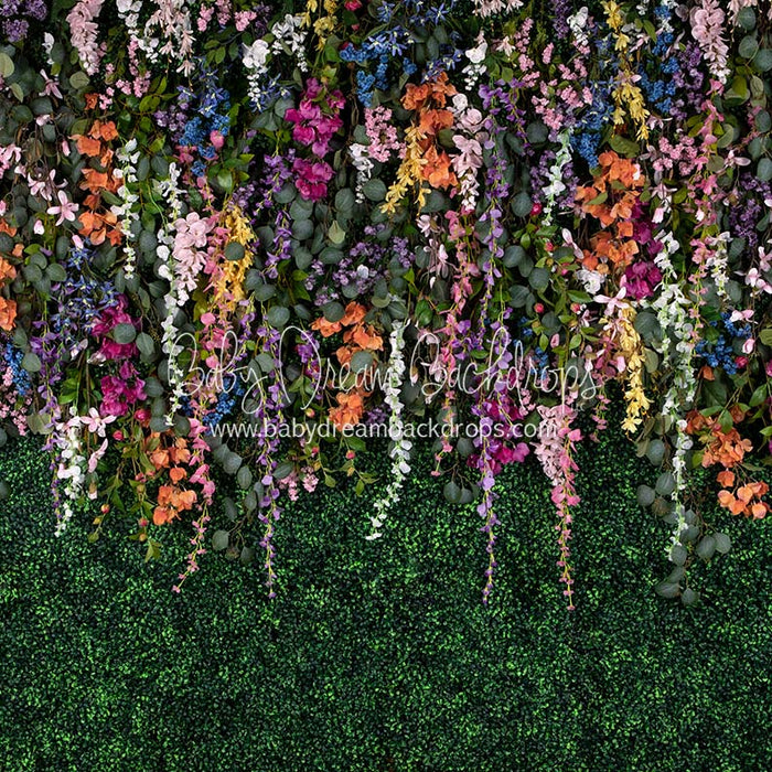 Boxwood Beauty Spring Fever (Multi)