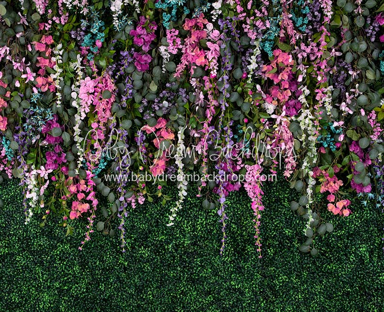 Boxwood Beauty Spring Fever (Pinks)