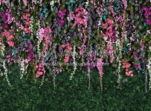 Boxwood Beauty Spring Fever (Pinks)