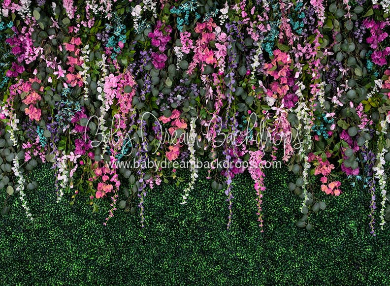 Boxwood Beauty Spring Fever (Pinks)