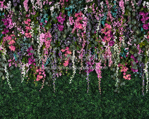 Boxwood Beauty Spring Fever (Pinks)