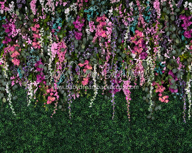 Boxwood Beauty Spring Fever (Pinks)