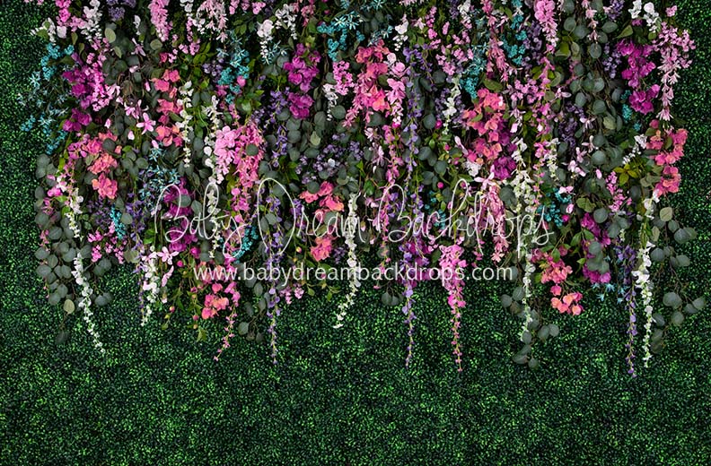 Boxwood Beauty Spring Fever (Pinks)