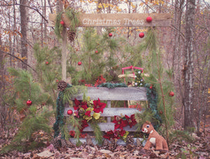 Christmas Trees - 60x80  