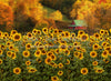 Country Fall Sunflowers (CC)
