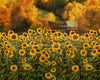 Country Fall Sunflowers (CC)