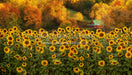 Country Fall Sunflowers (CC)
