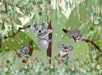 Cuddly Koalas 