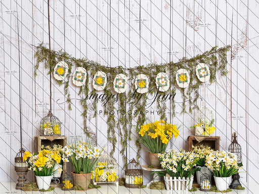 Daffodil Garden (JG)